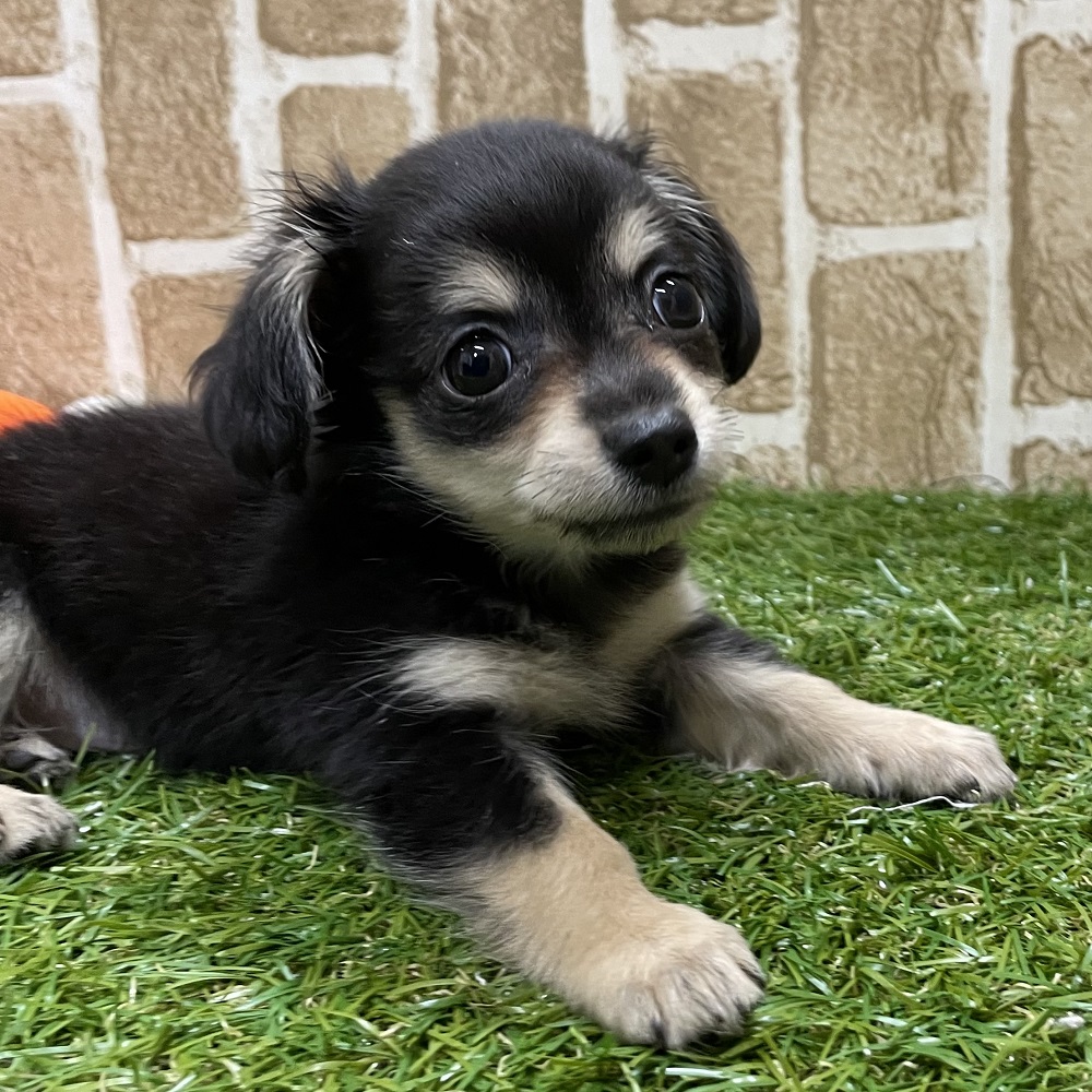 【中古】 ダメな犬はいない/講談社/バーバラ・ウッドハウス 中古】 ダメな犬はいない （講談社文庫） / バーバラ ウッド
